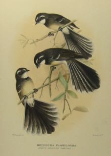 Gregory Mathews Birds of Australia