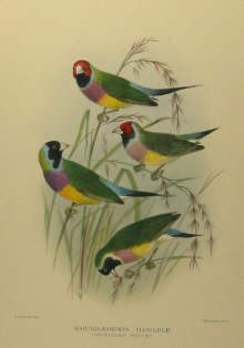 Gregory Mathews Birds of Australia