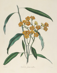 Botanical prints, Benjamin Maund