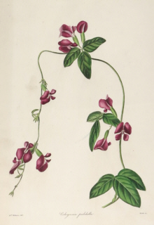 Botanical prints, Benjamin Maund