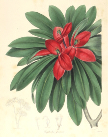 Botanical prints, Benjamin Maund