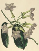 Botanical prints, Benjamin Maund