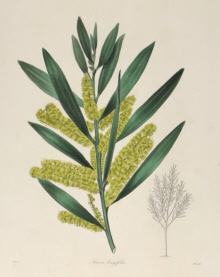 Botanical prints, Benjamin Maund