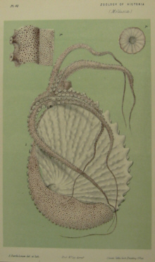 Australian natural history prints, Frederick McCoy