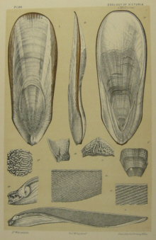 Australian natural history prints, Frederick McCoy