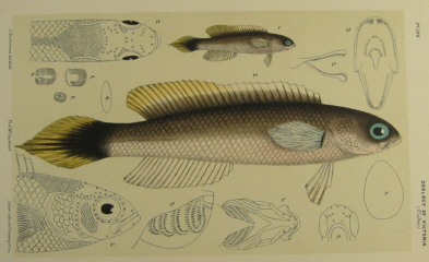 Australian natural history prints, Frederick McCoy