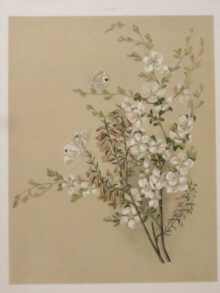 Botanical prints, Louisa Anne Meredith