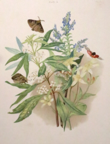 Botanical prints, Louisa Anne Meredith