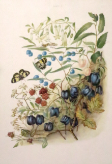 Botanical prints, Louisa Anne Meredith