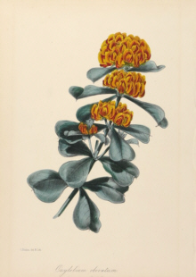 Paxton, Magazine of Botany