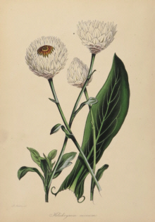 Paxton, Magazine of Botany