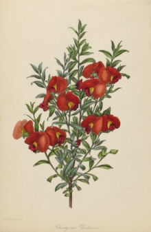 Paxton, Magazine of Botany