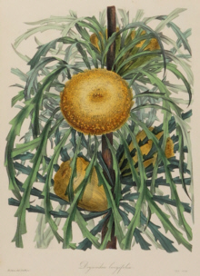 Paxton, Magazine of Botany