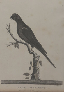 Birds of Australia, Phillip