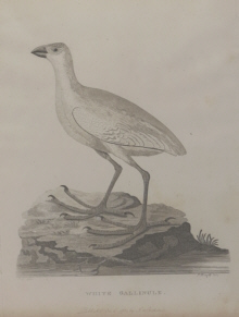 Birds of Australia, Phillip