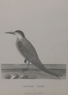 Birds of Australia, Phillip