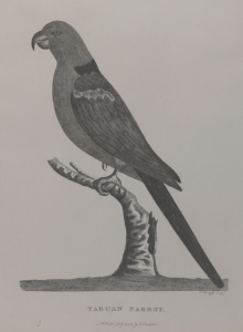 Birds of Australia, Phillip