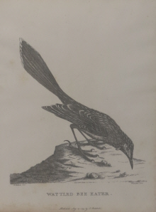 Birds of Australia, Phillip