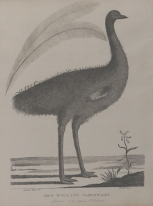 Birds of Australia, Phillip