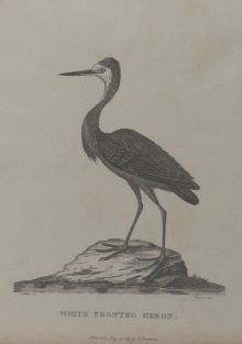 Birds of Australia, Phillip