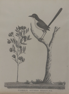 Birds of Australia, Phillip