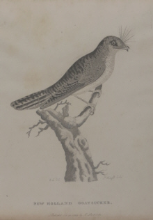 Birds of Australia, Phillip