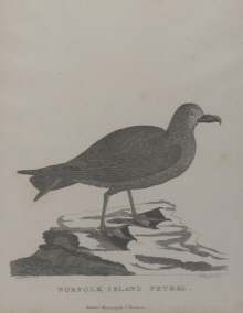 Birds of Australia, Phillip