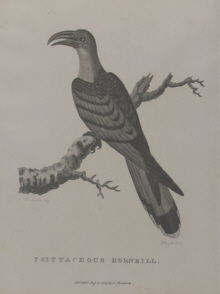 Birds of Australia, Phillip