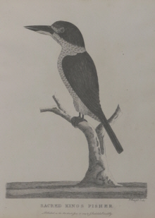 Birds of Australia, Phillip
