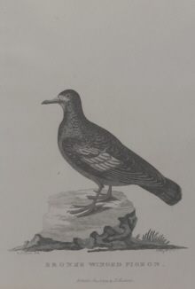 Birds of Australia, Phillip