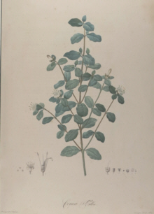 Botanical prints, Pierre Joseph Redoute