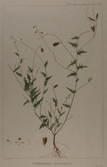 Botanical prints, Redoute
