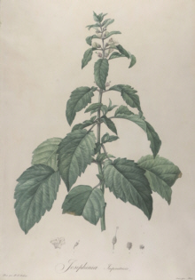 Botanical prints, Pierre Joseph Redoute