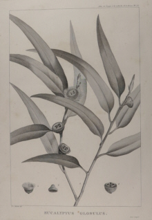 Botanical prints, Redoute