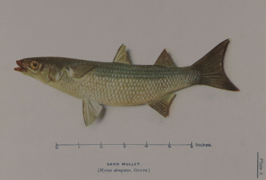 T.C. Roughley Fishes of Australia