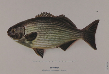 T.C.Roughley Fishes of Australia