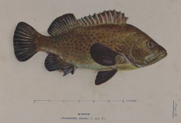 T.C. Roughley Fishes of Australia