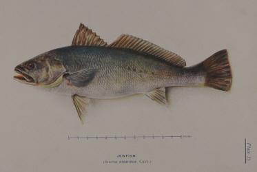 T.C. Roughley Fishes of Australia