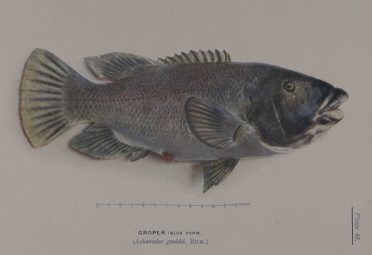 T.C. Roughley Fishes of Australia