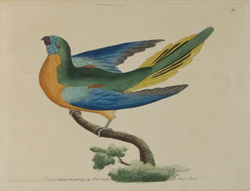 Natural history, Shaw and Nodder