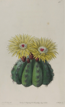 Sydenham Edwards, Botanical prints