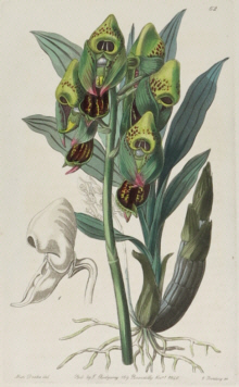 Sydenham Edwards, Botanical prints