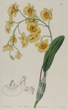 Sydenham Edwards, Botanical prints