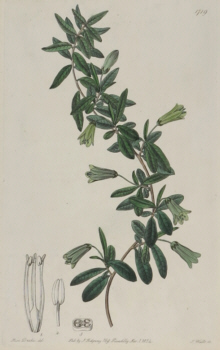 Sydenham Edwards, Botanical prints