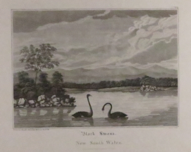 Various artists, Birds