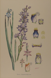 Botanical prints, various artists