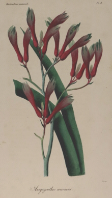 Botanical prints, various artists