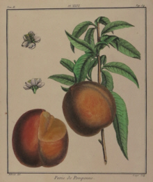 Botanical prints, various artists