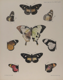 Natural history prints, other artists/publishers