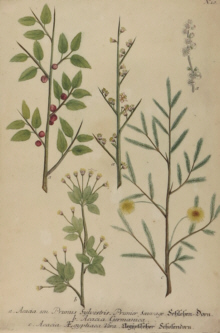 Botanical prints, Johann Wilhelm Weinmann